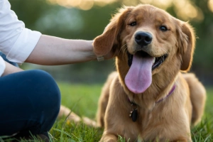 How Many Calories Should an Adult Dog Need? Your Complete Guide