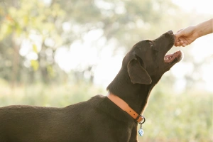 Is My Dog Eating Enough? A Veterinarian’s Guide to Signs & Solutions