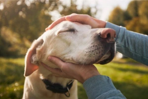 The Ultimate Guide to Senior Dog Calorie Needs: Senior Dog Calorie Calculator & Feeding Charts