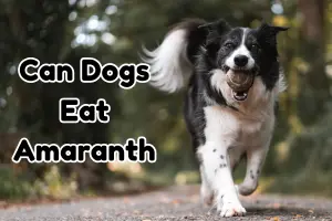 Can a Dog Eat Amaranth? Is Amaranth Good for Dogs