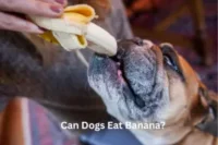 Can a Dog Eat Bananas? Are Bananas Good for Dogs?