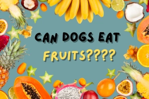 Can Dogs Eat Fruits? A Comprehensive Guide