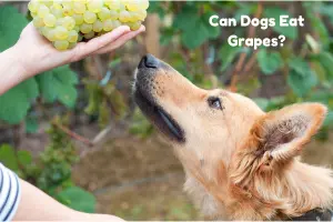 Can Dogs Eat Grapes? 🍇🐶