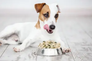 Can Dogs Eat Seeds? A Vet’s Guide to Safe & Toxic Seeds for Dogs