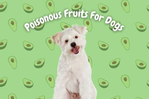 Poisonous Fruits for Dogs: Learn What to Keep Away