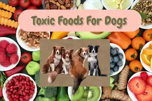 Toxic Foods For Dogs – Learn What To Avoid