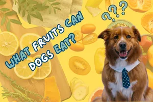 What Fruits Can Dogs Eat? A Guide to Safe Snacks