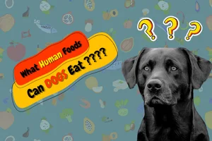 Which Human Foods Are Safe For Dogs?