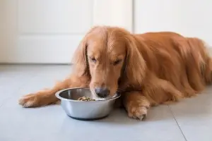 How Much Should a Dog Eat? The Ultimate Feeding Guide