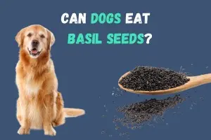 Can a Dog Eat Basil Seeds? Are Basil Seeds Safe for Dogs?