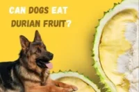 Can a Dog Eat Durians? Is Durians Safe for Dogs?