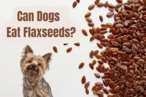 Are Flaxseeds Good for Dogs? A Comprehensive Guide for Dog Owners