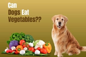 Can Dogs Eat Vegetables? A Comprehensive Guide